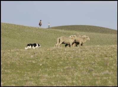 Description: Description: Description: Description: Description: Description: Description: Description: Description: Description: Description: Description: Description: Description: Description: Description: Description: Description: Description: Description: Description: Description: Description: Description: Description: Description: Description: Description: Description: Description: Description: Description: Description: Description: Description: Description: Description: Description: Description: Description: Description: Description: Description: Description: Description: Description: Description: Description: Description: Description: Description: Description: Description: Description: Description: Description: Description: Description: Description: Description: Description: Description: Description: Description: Description: Description: http://home.earthlink.net/~norcalsheepdog/events/img1.jpg